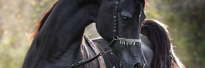 safe_nevo's profile banner image