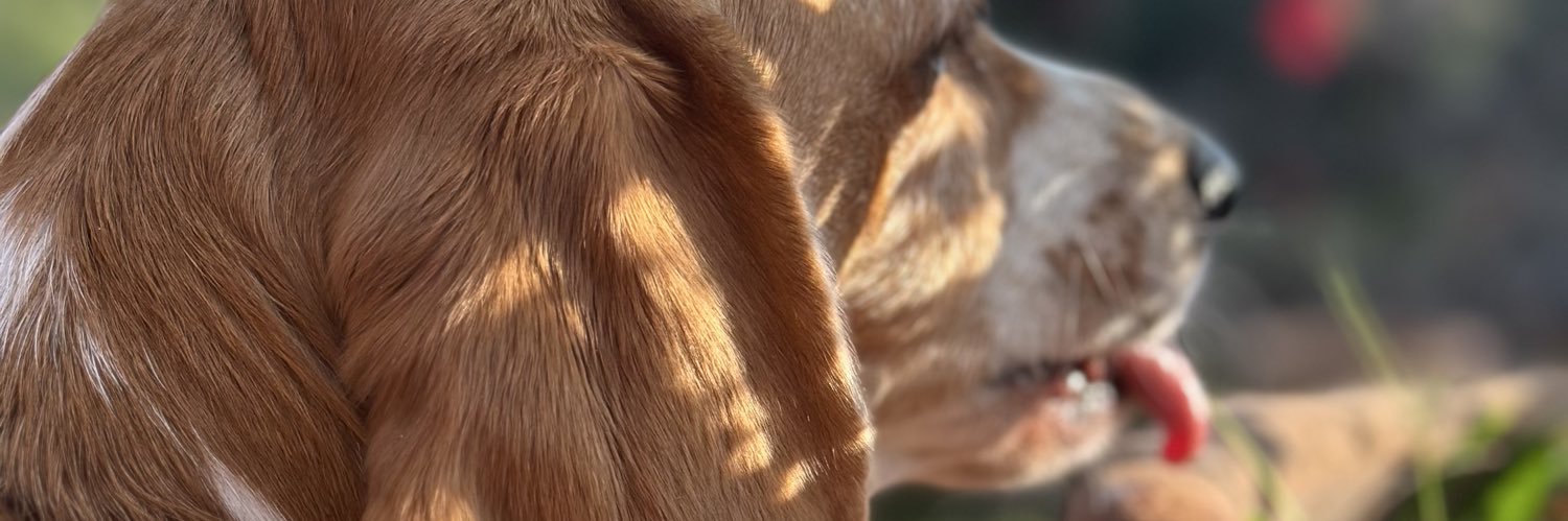 Vvim6's profile banner image