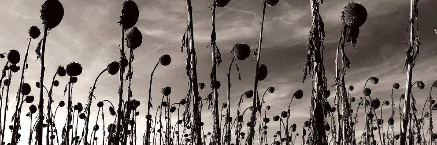 mlajas's profile banner image