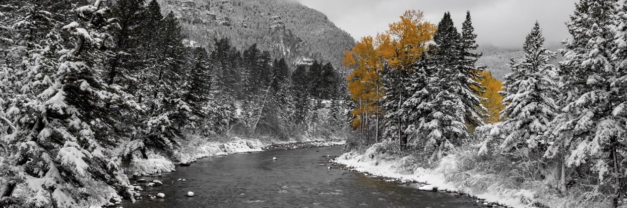 Scarlet Hamrick banner