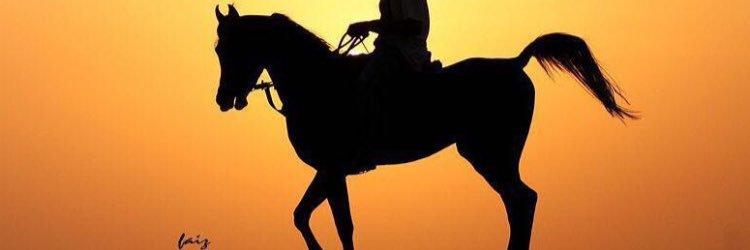 saIwa🐎 banner