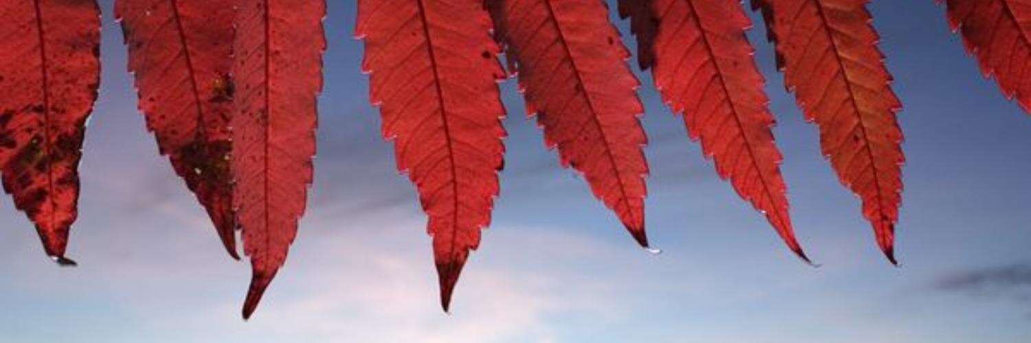ainhoaimaz's profile banner image