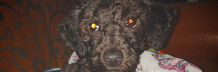 Sharon Denísse banner