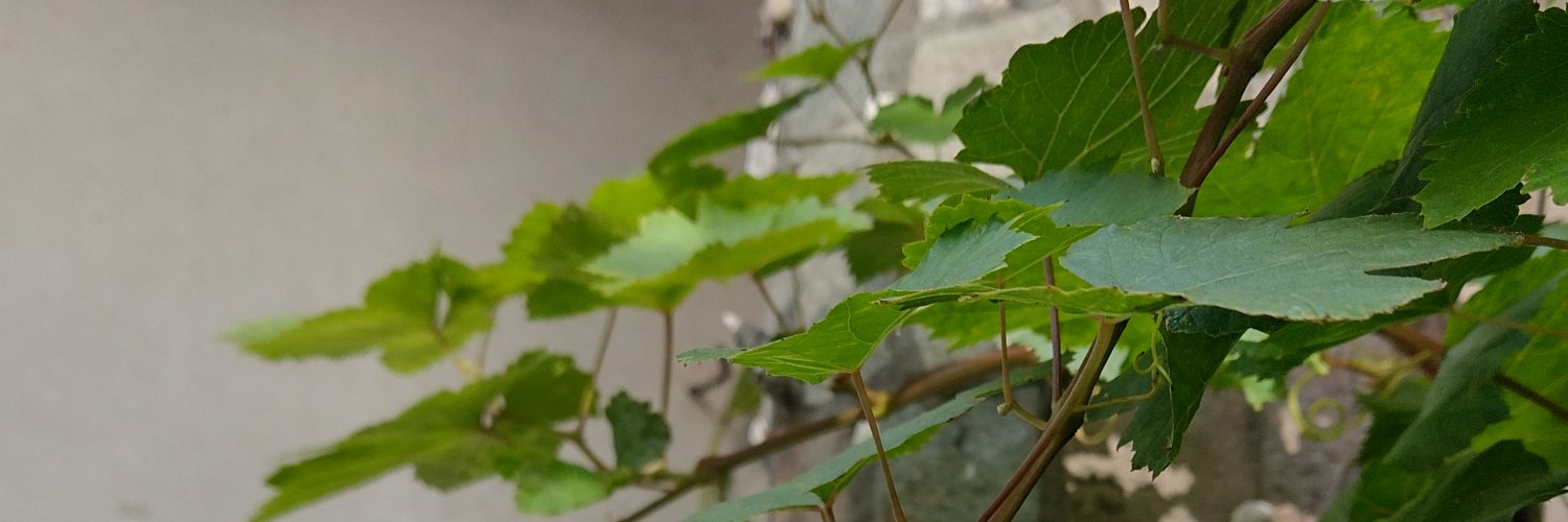 dannyrosito's profile banner image
