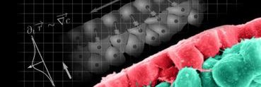 Roberto Mayor Lab's banner