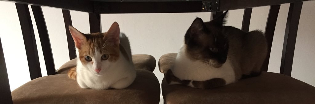 Alejandra monroy banner