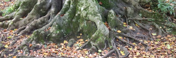 BristolTreeFora Profile Banner