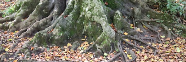 Bristol Tree Forum 🍃💚🍃 Profile Banner