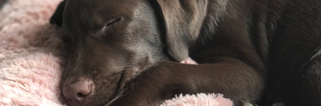_ellesimpson's profile banner image
