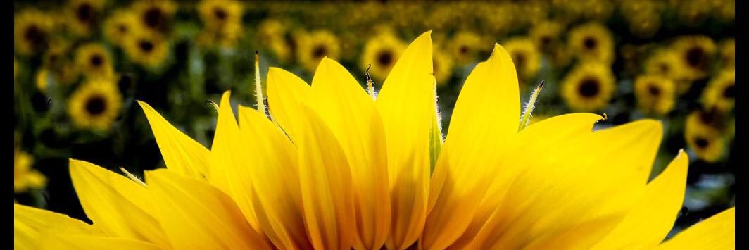 PoetryIsPoetry's profile banner image