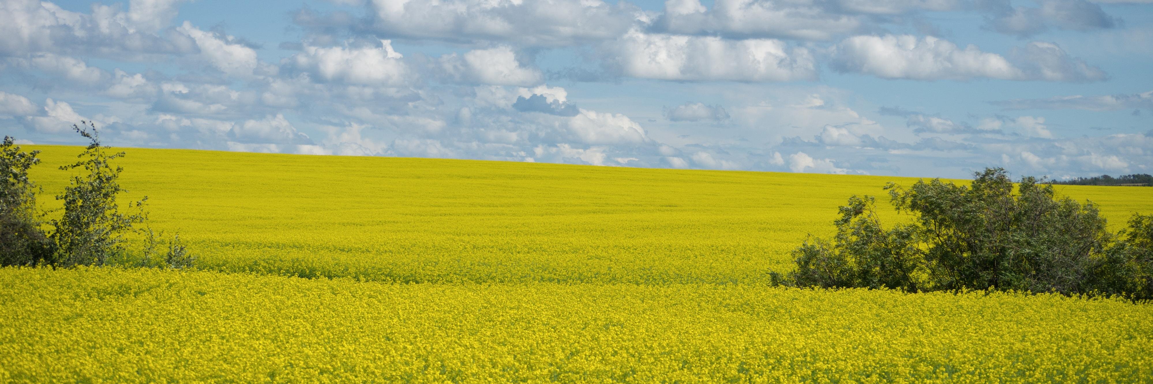 Lorne Williams banner