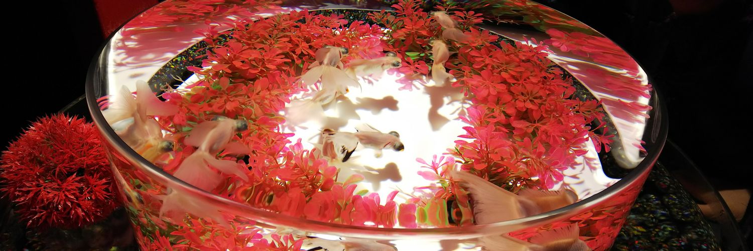 chiakisanae's profile banner image