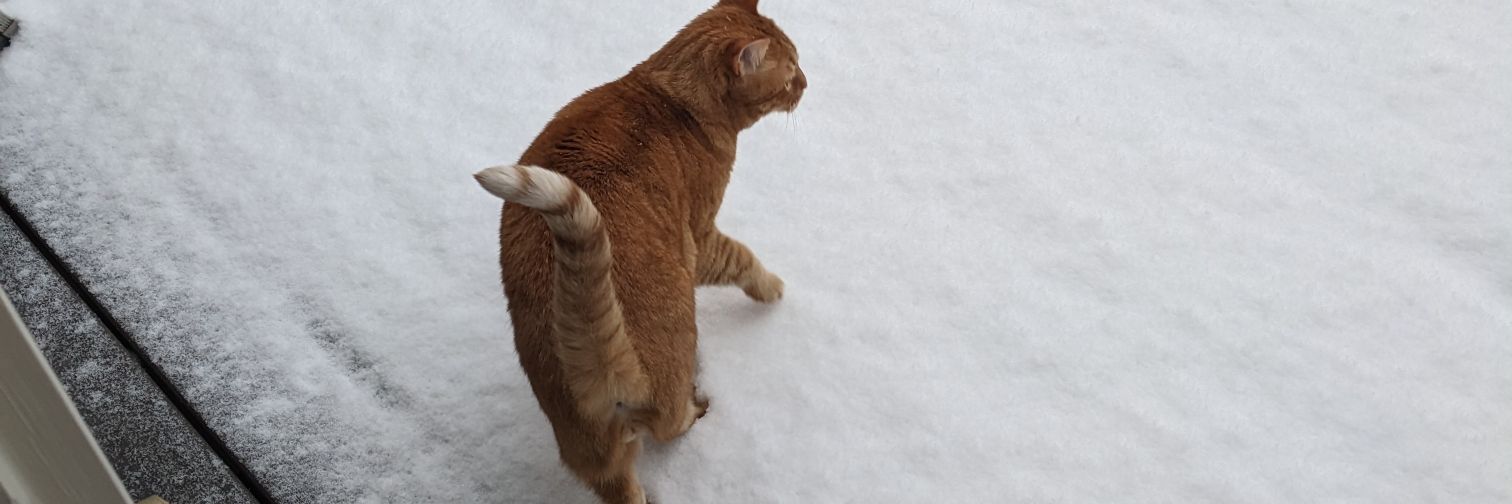 georgiamomofthree banner