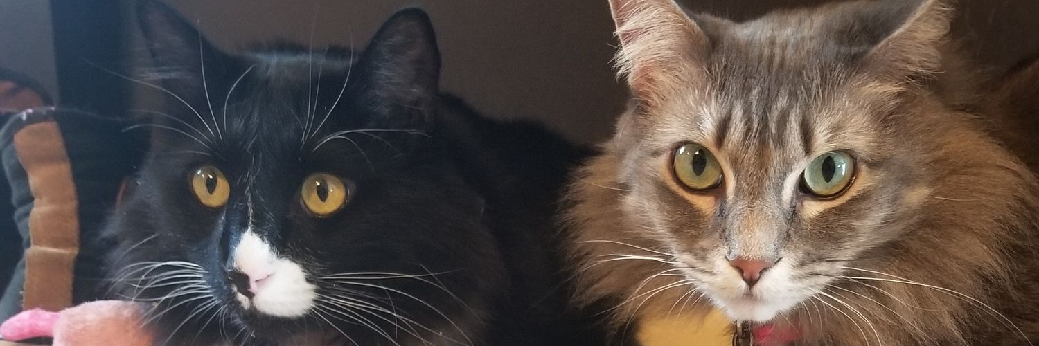 dabbingcat's profile banner image