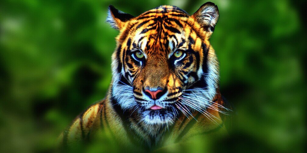 تهامة ذريع banner