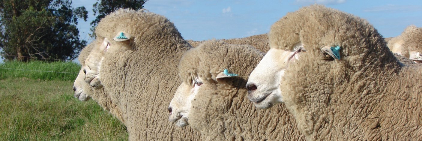 Ramiro García Pintos banner