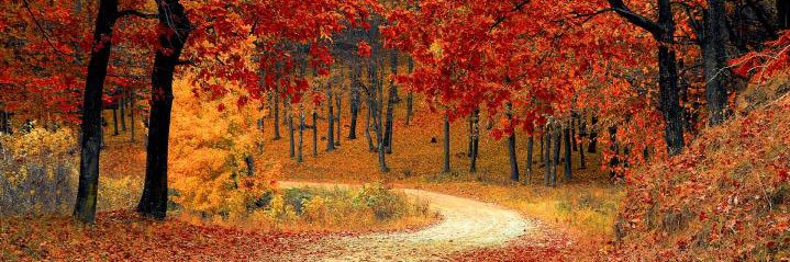 shotts_lori's profile banner image