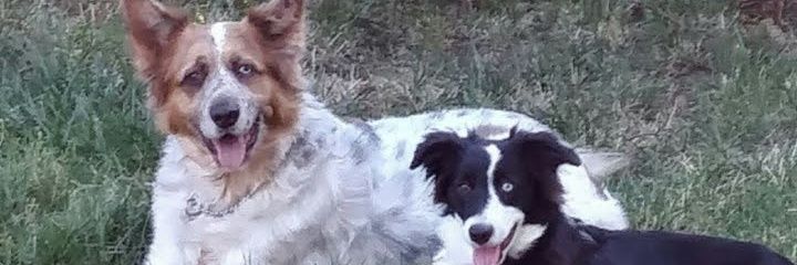 Loudog120's profile banner image