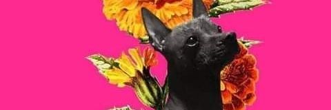 annybecerril's profile banner image