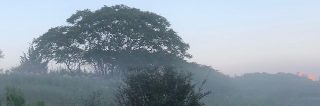 Debora Van Brenk banner