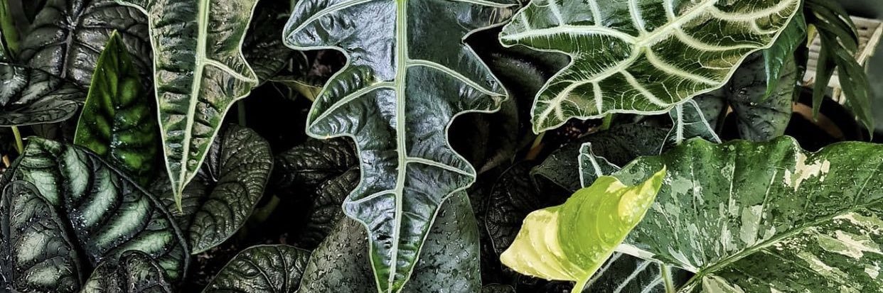 ✨貝果🥯✨🇹🇭BKK14-19 April banner