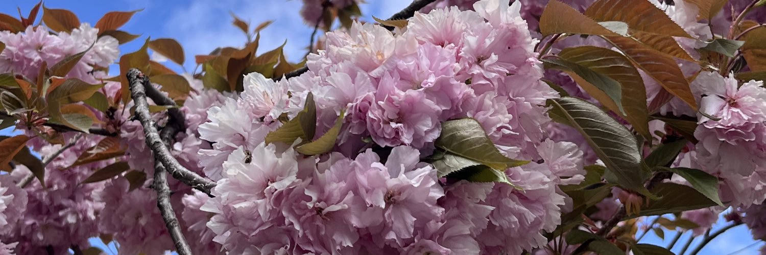 Катарина banner