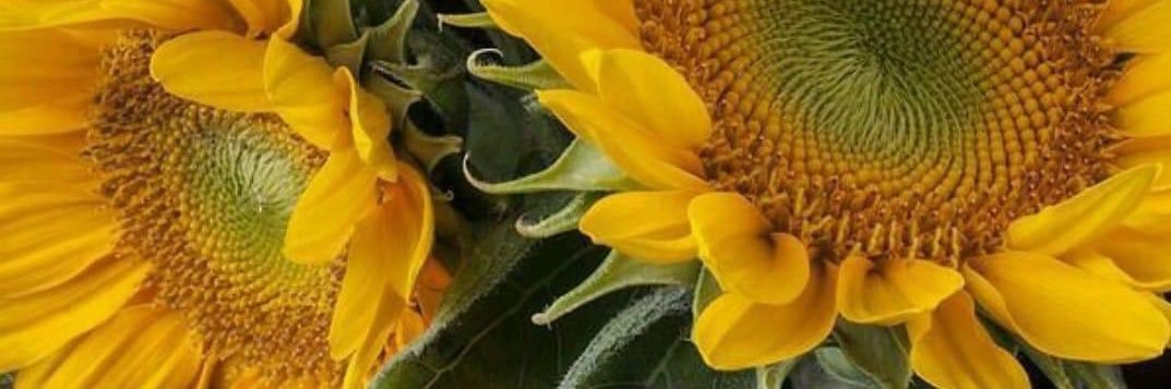 HouserCynthia's profile banner image