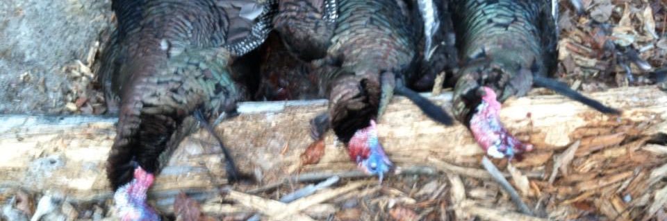 RdgoffGoff's profile banner image