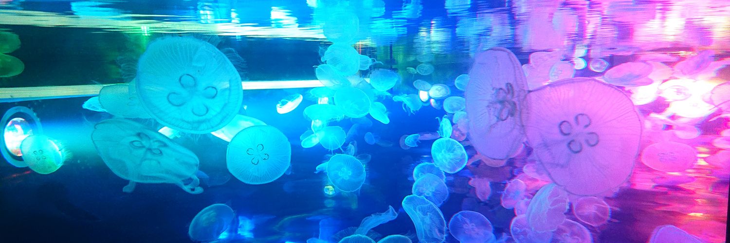 reia425's profile banner image