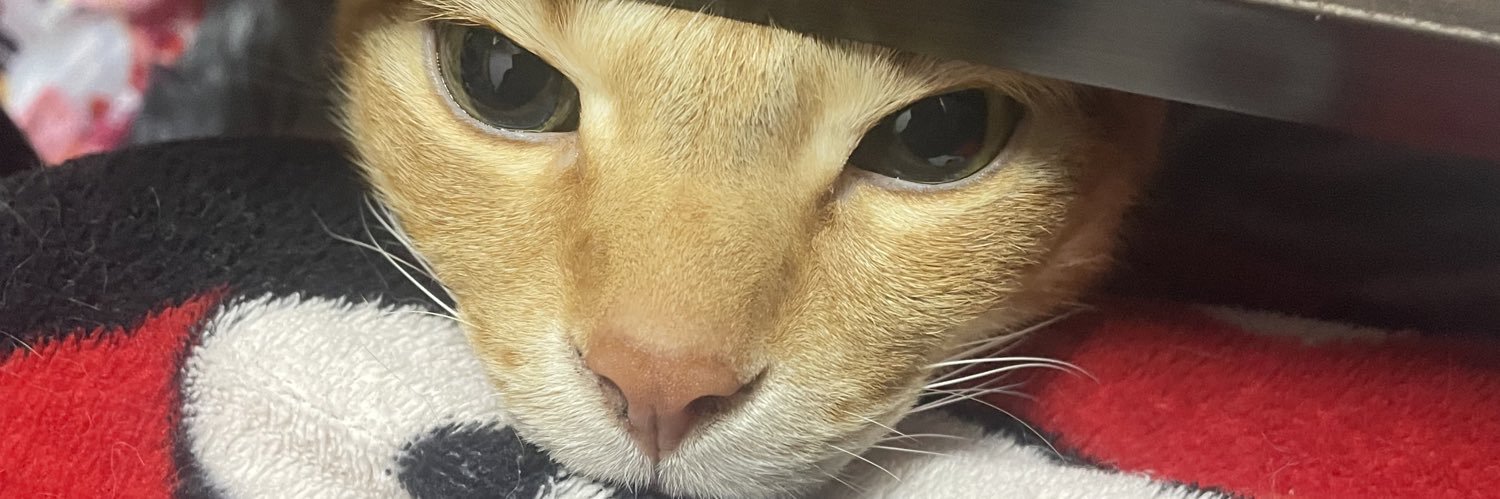 ky_lie_8's profile banner image