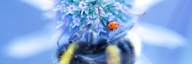 PlumheadDev's profile banner image