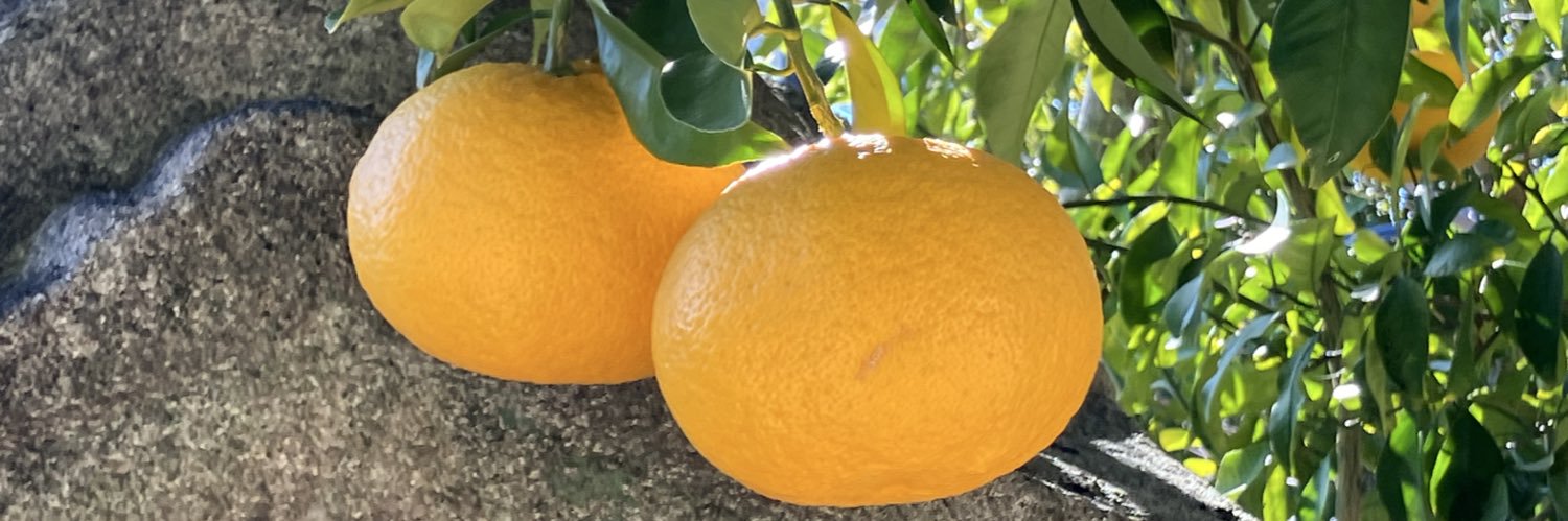 2歳🍋 banner