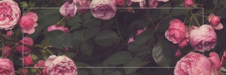 — 「 ᴀᴋɪᴢᴀ 」. banner