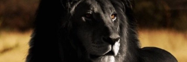 TheRealChrisWiz's profile banner image