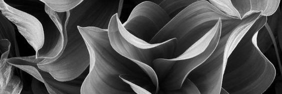 thesouthernstar's profile banner image
