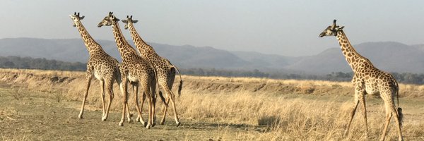 LiisaGalea Profile Banner
