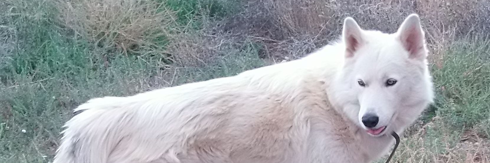 Birchatronic's profile banner image