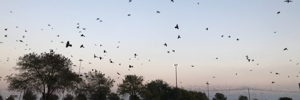 ADoglover96's profile banner image