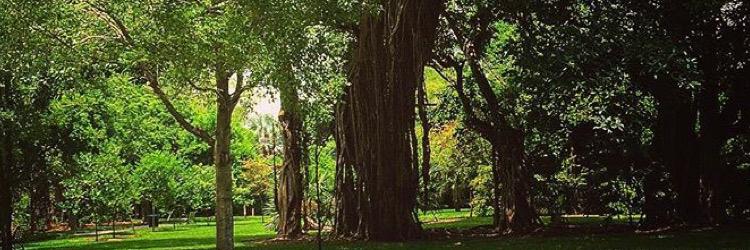 Capoeirabrazil's profile banner image