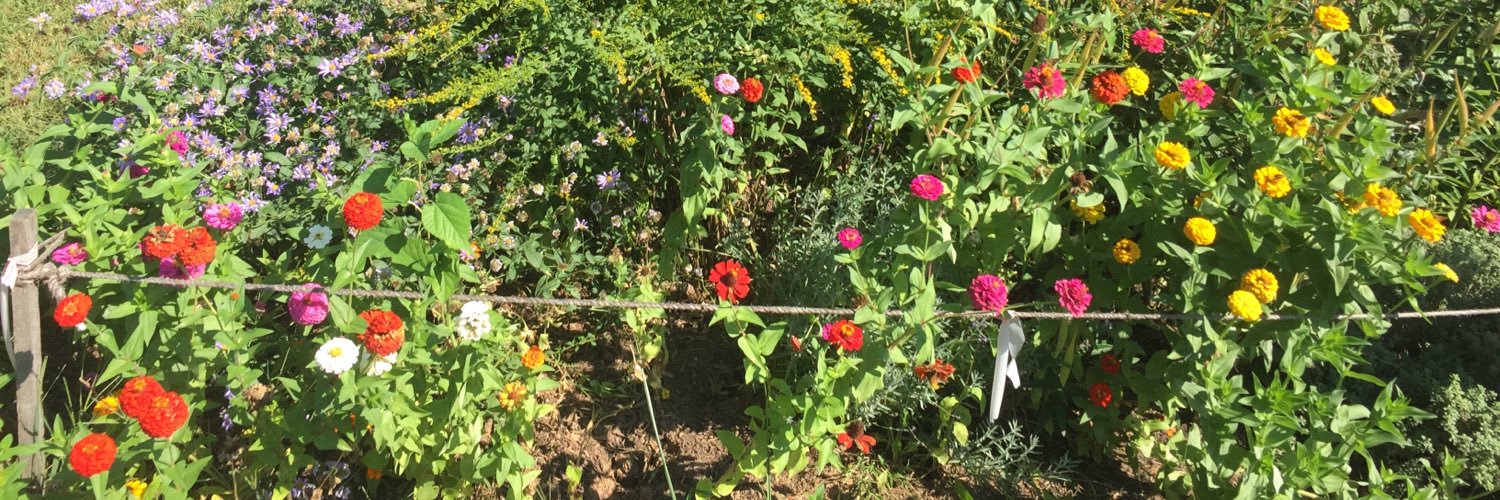 Allie Devereaux banner