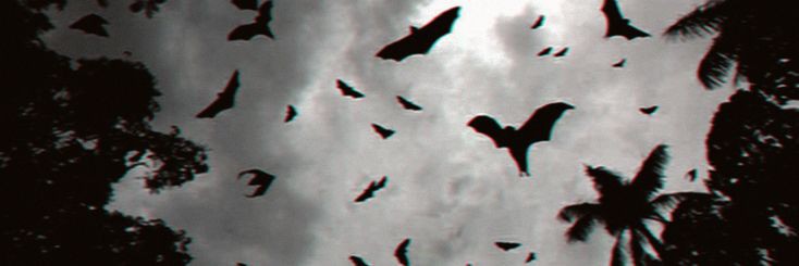 𝖓𝖔𝖔𝖒𝖒𝖎🪭ⁿⁱʰⁱˡ banner