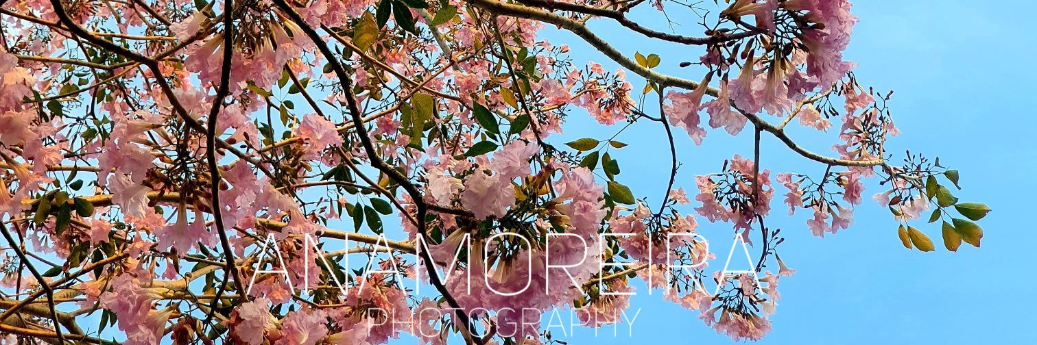 AnaMerMoreira's profile banner image