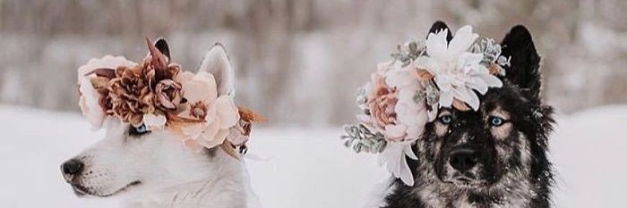 BaessoWllf's profile banner image