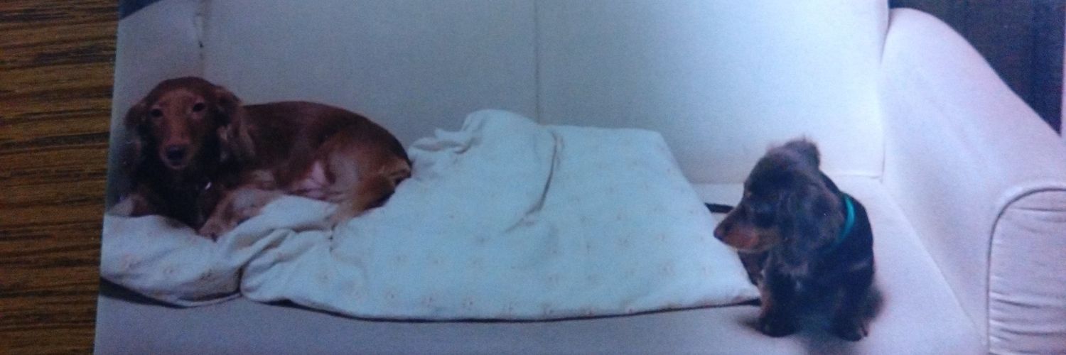 🐶モカ🌈１７歳7ヶ月🐾 banner