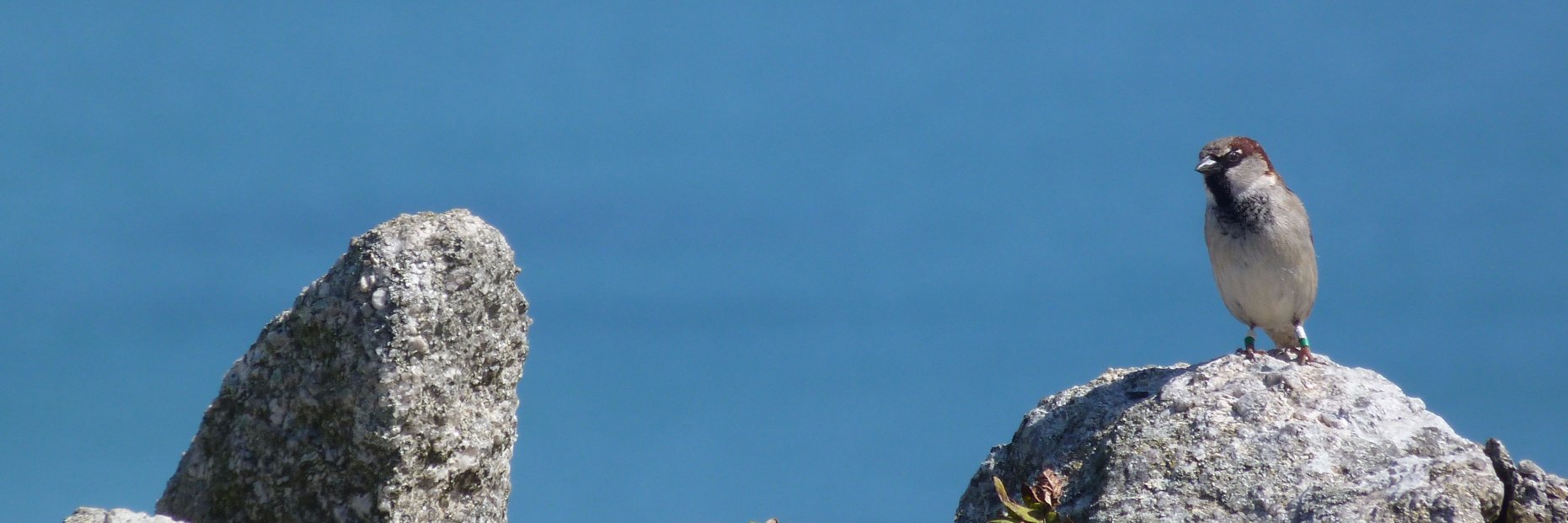 Alfredo Sánchez-Tójar banner