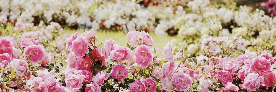 🌹 banner