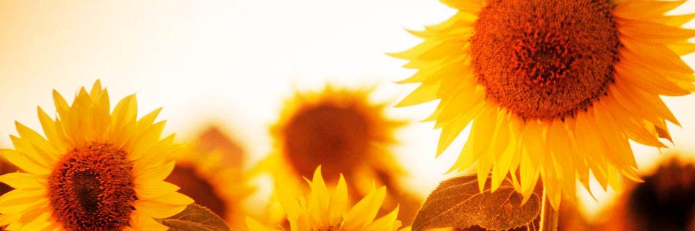 amyRUIZoficial's profile banner image