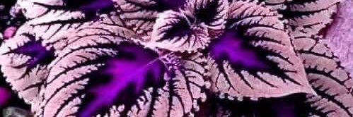 ellacott2's profile banner image