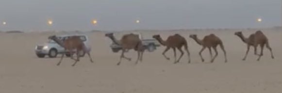 ناصر معيكل المنحي banner