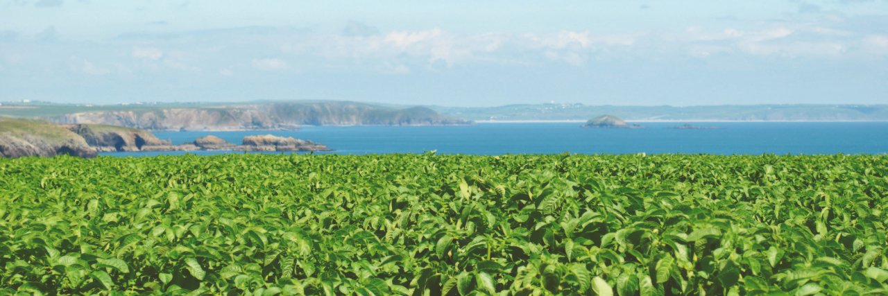 Puffin Produce Ltd banner